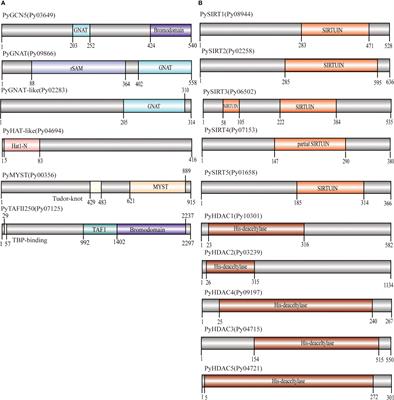 Characterization of histone acetyltransferases and deacetylases and their roles in response to dehydration stress in Pyropia yezoensis (Rhodophyta)